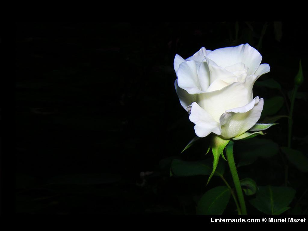 tendresse2012