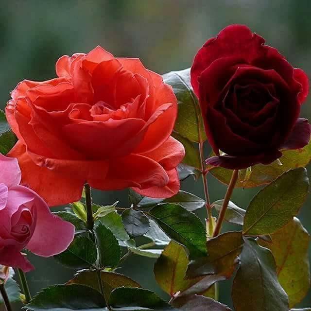 kadour59