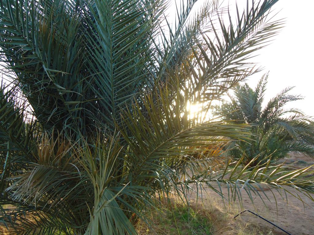 ksoufiane33