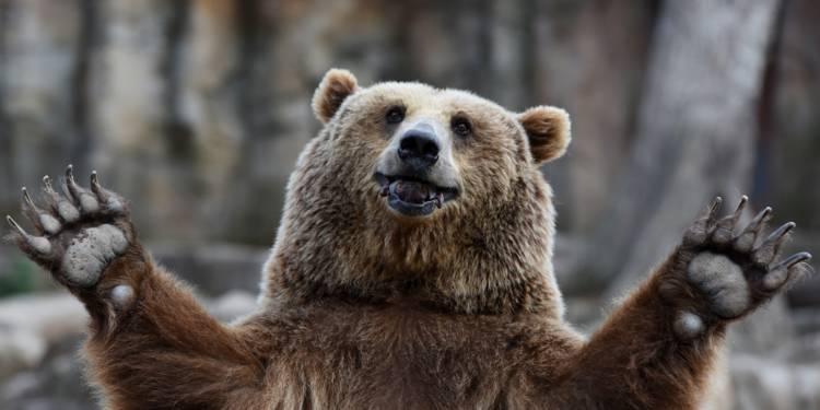 littlebear